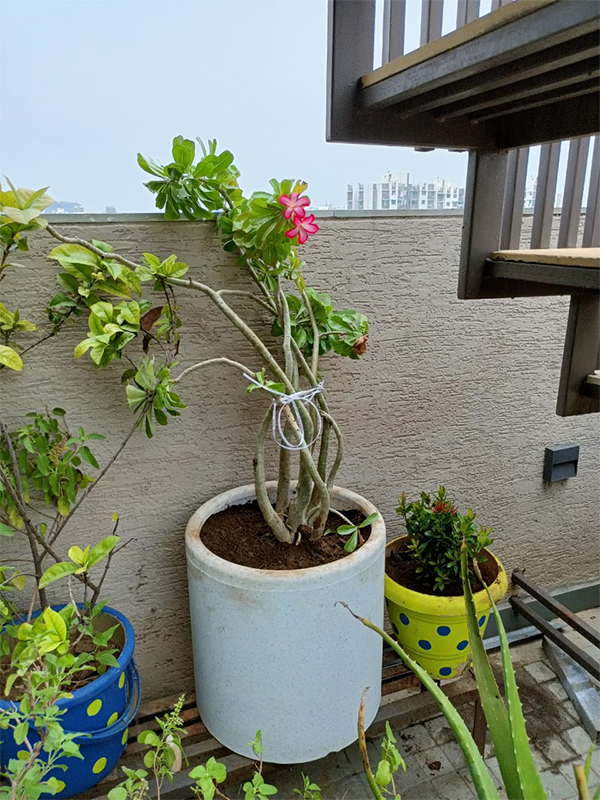 Bambus Planter