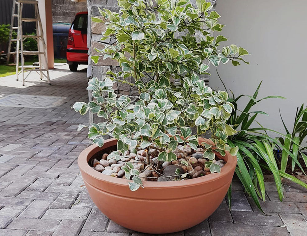 Jasper Planter