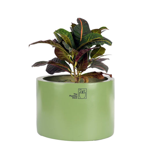Forest_Green_Whitebg