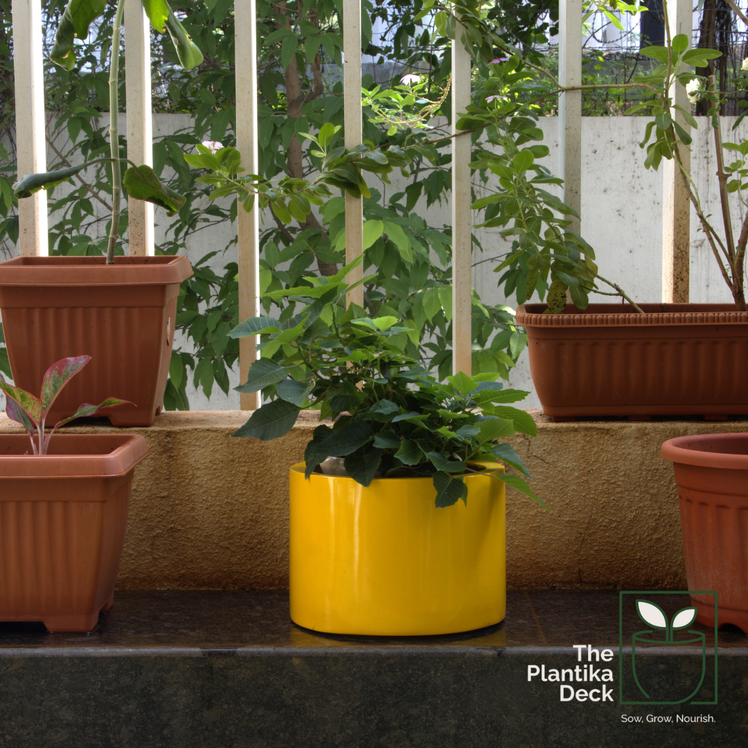 Glde_Yellow_Env