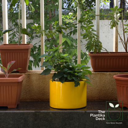 Glde_Yellow_Env