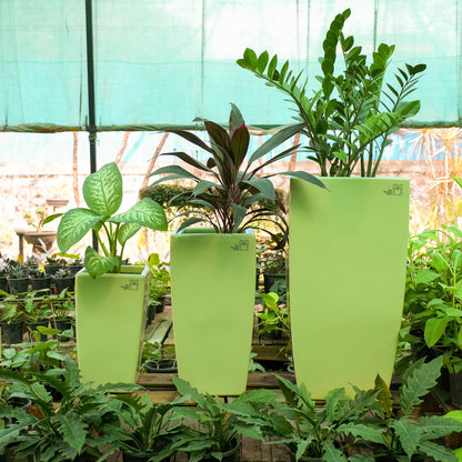 Fern Heaven