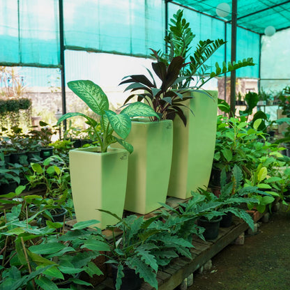 Fern Heaven