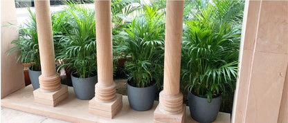 Pentas Planter