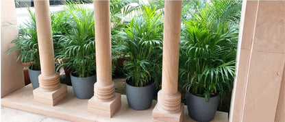 Pentas Planter