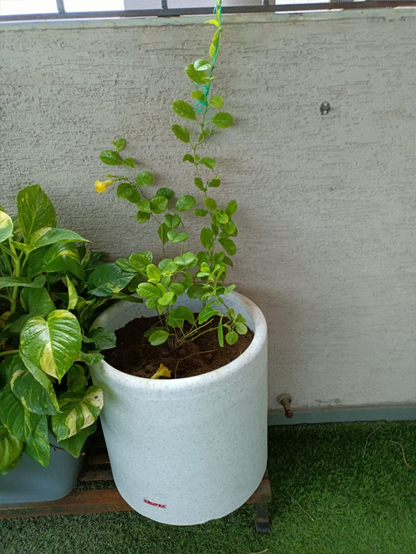 Bambus Planter
