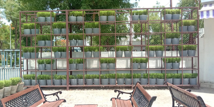Pentas Planter