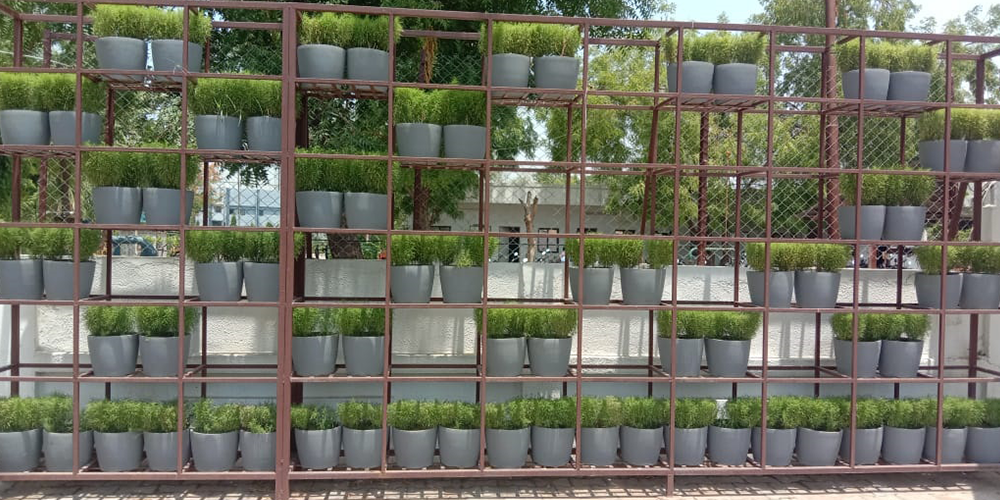 Pentas Planter