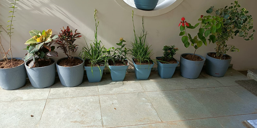 Pentas Planter